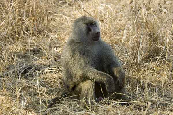86 - Tanzania - Mono Babuino - parque nacional de Tarangire